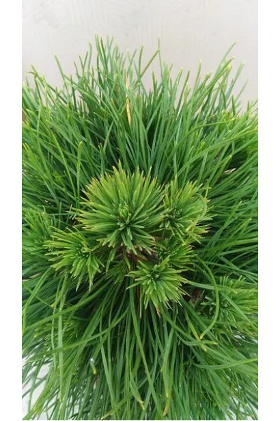 Сосна гірська Варелла (штамб) хвоя